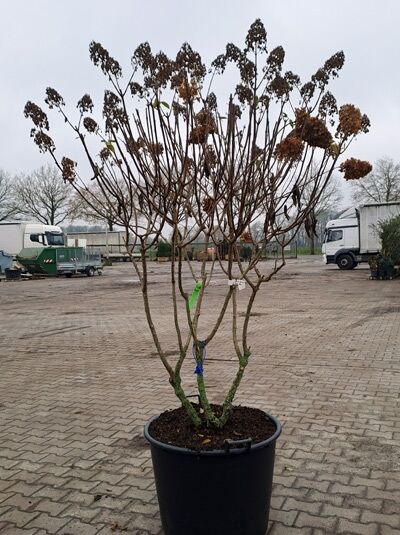 Rispen-Hortensie Hydrangea paniculata 'Polar Bear ®', Schirmform 140–160 cm, mehrstämmiger Strauch im Container mit Rispenblütenständen.