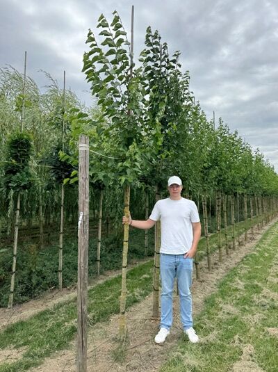 Morus alba / Weißer Maulbeerbaum Hochstamm 12-14 StU m. Db., junger Baum mit Stamm und aufrechter Krone im Feldanbau