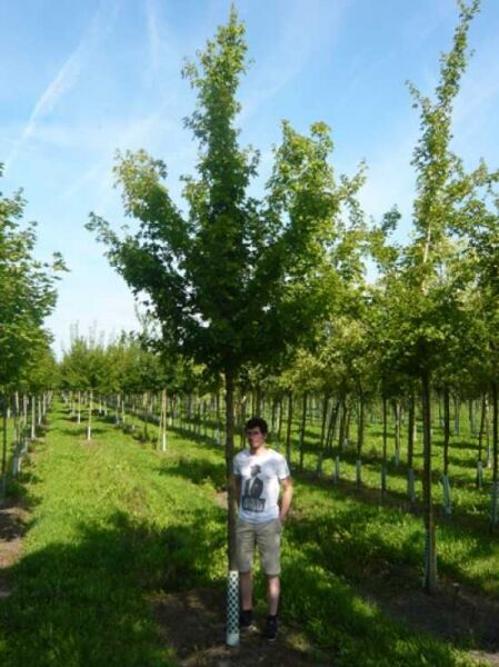Acer campestre (Feld-Ahorn) Hochstamm 18-20 StU mit Drahtballen, Baum im Baumschulquartier mit Laubkrone.