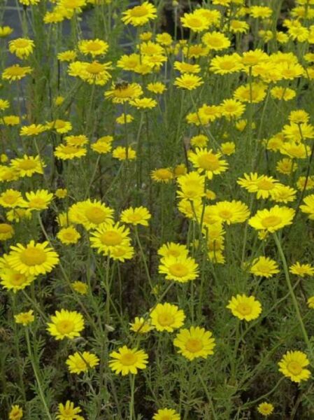 Garten-Färberkamille 'Kelwayi' / Anthemis Hybride 'Kelwayi'