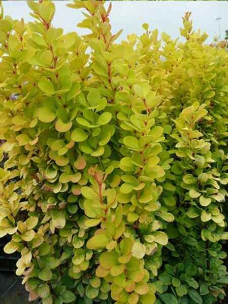 Hecken-Berberitze 'Golden Rocket' / Berberis thunbergii 'Golden Rocket'