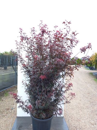 Fächer-Ahorn Acer palmatum 'Skeeter's Broom' im Container, rotlaubiger Strauch, Höhe 175–200 cm, C80