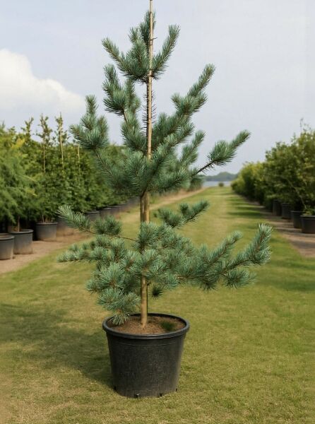 Pinus parviflora 'Glauca', Blaue Mädchen-Kiefer, 150-175 cm, C50 im Topf mit aufrechtem Stamm und blaugrünen Nadeln.