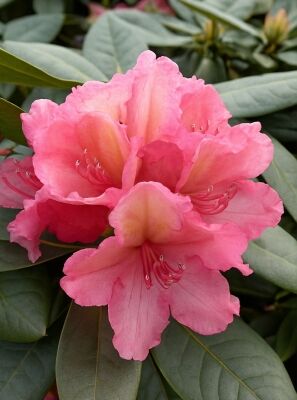 Rhododendron 'Brasilia' / Rhododendron wardii 'Brasilia' kaufen