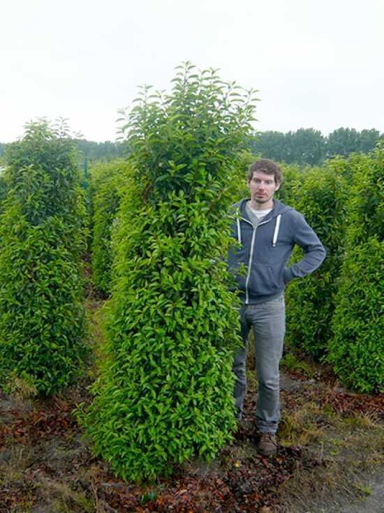 Portugiesischer Kirschlorbeer - Prunus lusitanica 'Angustifolia' -  Baumschule NewGarden