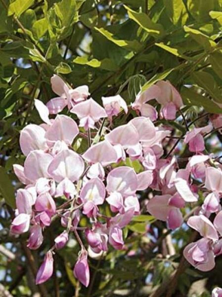 Japanischer Blauregen 'Showa-beni' / Wisteria brachybotrys 'Showa-beni'