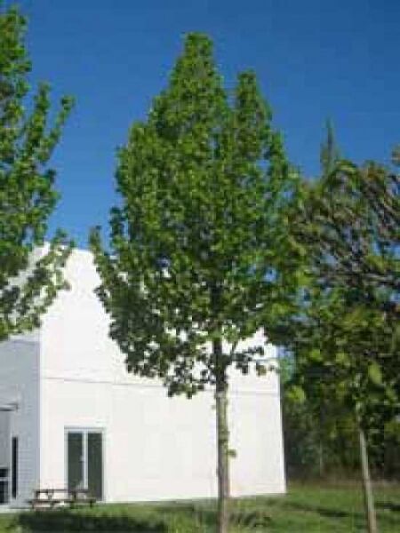 Tilia platyphyllos 'Rubra' / Korallenrote Sommer-Linde