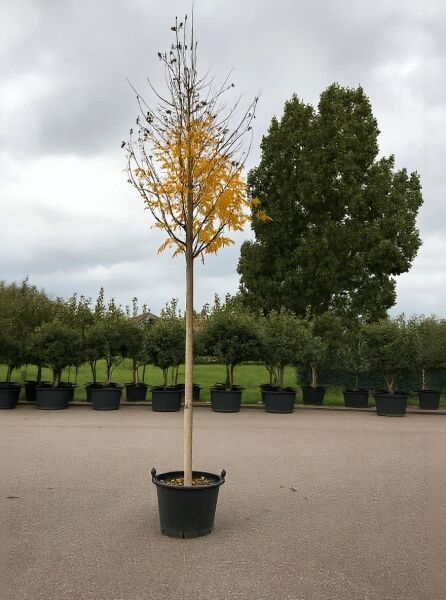 Koelreuteria paniculata (Blasenesche) Hochstamm 14-16 StU im Container, schlanker Stamm mit gelb gefärbtem Laub.