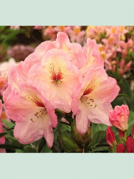 Rhododendron 'Konfettiregen' / Rhododendron Hybride 'Konfettiregen'