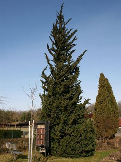 Scheinzypresse 'Wisselii' / Chamaecyparis lawsoniana 'Wisselii'