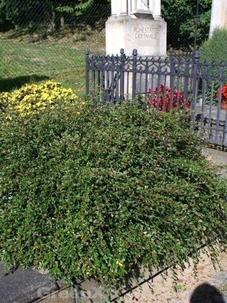 Kriechmispel 'Parkteppich' / Cotoneaster salicifolius 'Parkteppich' 