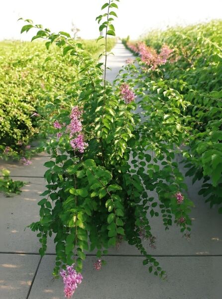 Syringa microphylla 'Superba' / Herbstflieder 'Superba' 100-125 cm C15, Strauch mit grünen Blättern und rosafarbenen Blütenrispen.