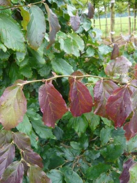 Eisenholzbaum 'Vanessa' 400-450 cm / Parrotia persica 'Vanessa' (874413)