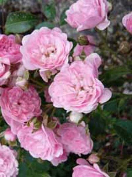 Rosa 'The Fairy ®' / Bodendeckerrose 'The Fairy'