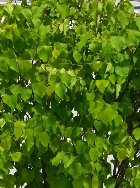 Amerikanischer Judasbaum 'McCrackens Gold' (Cercis canadensis 'McCrackens Gold') mit dichtem Laub und herzförmigen Blättern.