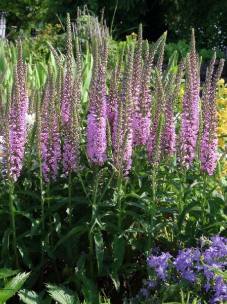 Langblättriger Ehrenpreis 'Pink Eveline ®' / Veronica longifolia 'Pink Eveline ®'