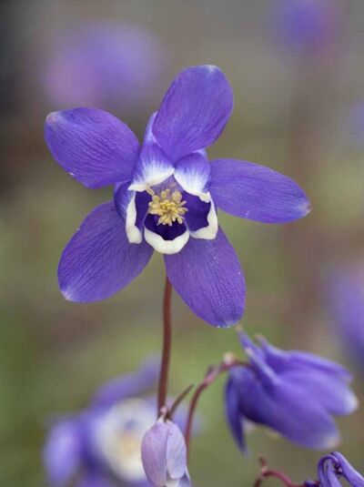 Sibirische Akelei / Aquilegia sibirica