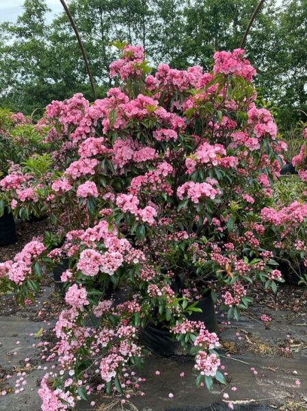 Lorbeerrose 'Ewa' / Berglorbeer 'Ewa' / Lorbeerrose 'Ewa' / Berglorbeer 'Ewa'