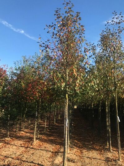 Zierapfel 'Mokum' / Zierapfel 'Mokum'