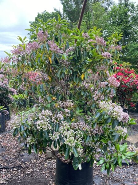 Kalmia latifolia 'Mitternacht' (Lorbeerrose/Berglorbeer) Solitär 120–140 cm, hoher Strauch im Topf mit rosa Blütenständen