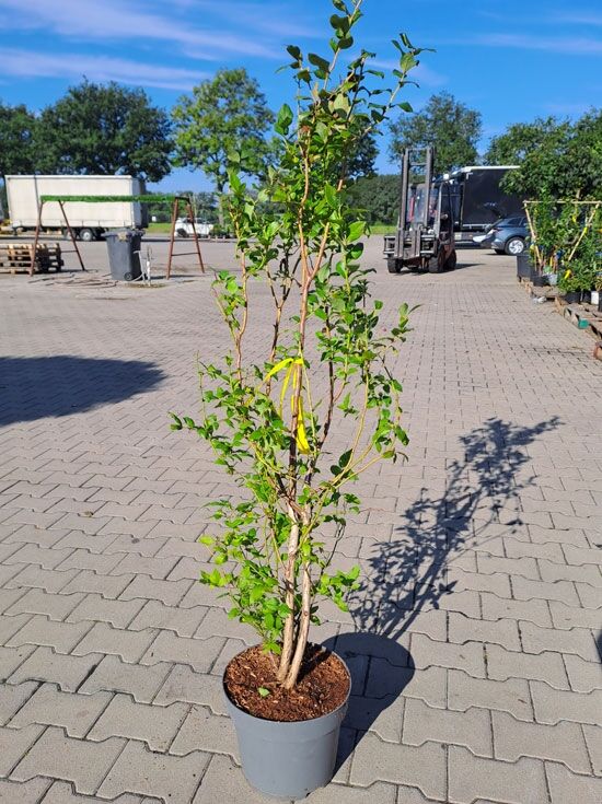 Goldtraube 23 (wellness centrum, aktivní odpočinek, budete cítit, další kulturní) Goldtraube 23