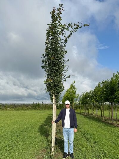Populus tremula 'Erecta' (Säulen-Zitterpappel/Säulen-Espe) Hochstamm 18-20 StU m. Db., schlanker Baum mit Krone und Stammstützen