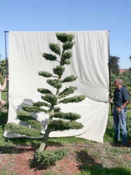 Garten-Bonsai (801118) / Garten-Bonsai (801118)