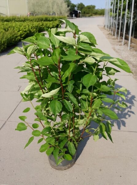 Rispen-Hortensie Hydrangea paniculata 'Grandiflora' 100-125 cm C20, buschiger Strauch im Container mit grünem Laub.