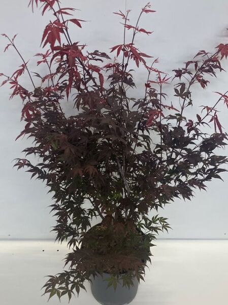 Acer palmatum 'Atropurpureum' (Roter Fächer-Ahorn) im Topf, 80–100 cm, C10, mit dunkelrotem, fein gelapptem Laub.