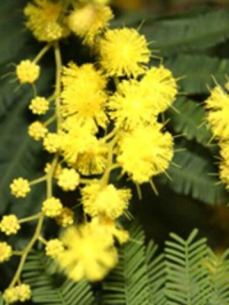 Acacia dealbata 'Gaulois Astier' / Silber-Akazie 'Gaulois Astier'
