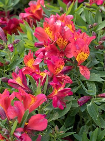 Inkalilie 'Little Miss Tara' / Alstroemeria 'Little Miss Tara'