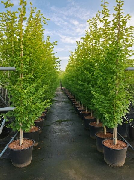 Säulen-Hainbuche 'Lucas' (Carpinus betulus 'Lucas') 250-300 cm C35 im Topf, schlank aufrecht mit dichtem grünem Laub.