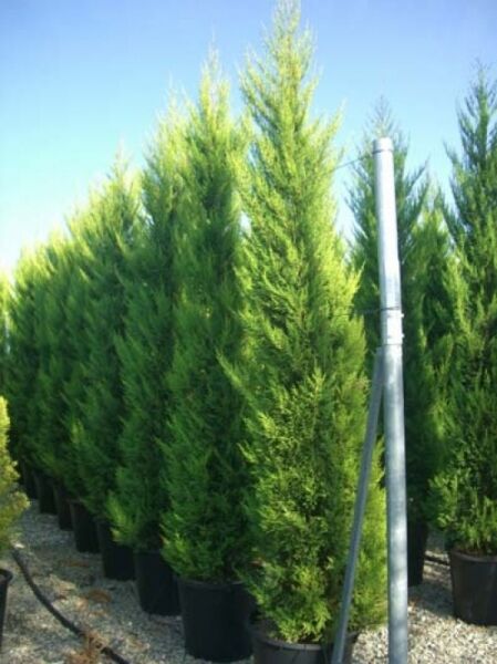 Cupressus macrocarpa 'Goldcrest' / Monterey-Zypresse