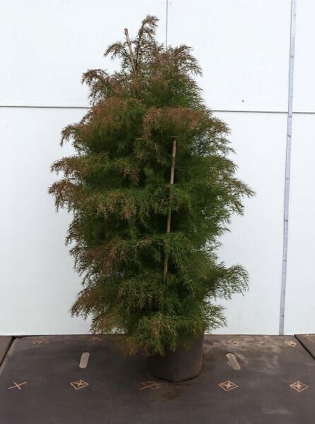 Cryptomeria japonica 'Elegans' / Sicheltanne 'Elegans' 80-100 cm C15, im Topf, buschiger immergrüner Nadelbaum mit weichen Nadeln.