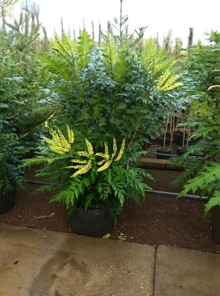 Mahonia media 'Winter Sun' / Mahonie 'Winter Sun' 175-200 cm C100 im Container, immergrüne Blätter und gelbe Blütenrispen