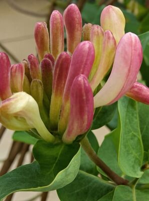 Jelngerjelieber / Echtes Geiblatt - Lonicera caprifolium - Baumschule  NewGarden