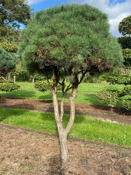 Norwegische Kiefer / Föhre  Schirmform / Pinus sylvestris 'Norske Typ' 250 cm hoch