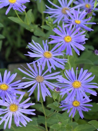 Thomsons Aster 'Nanus' - Aster thomsonii 'Nanus'