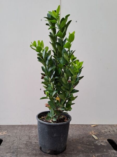 Euonymus japonicus (Japanischer Spindelstrauch) 40–60 cm C3, aufrechter Strauch im schwarzen Pflanztopf mit grünen Blättern.