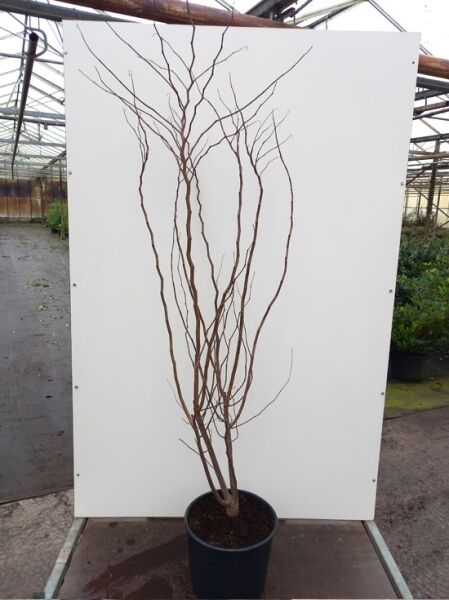 Judasbaum (Cercis ‘Ace of Spades’) 125–150 cm im C20 Container, laubfreier mehrtriebiger Strauch mit aufrechten Zweigen