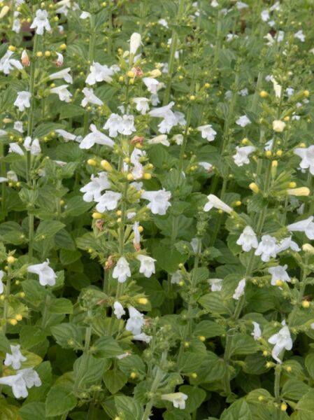 Calamintha nepeta 'Marvelette White' / Steinquendel 'Marvelette White' / Kleinblütige Bergminze 'Marvelette White'