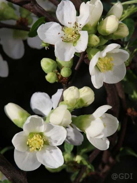Chaenomeles speciosa 'Nivalis' / Chinesische Zierquitte 'Nivalis' mit weißen Blüten und Knospen an braunen Zweigen