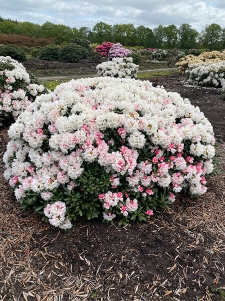 Rhododendron yakushimanum 'Koichiro Wada' / Rhododendron 'Koichiro Wada'