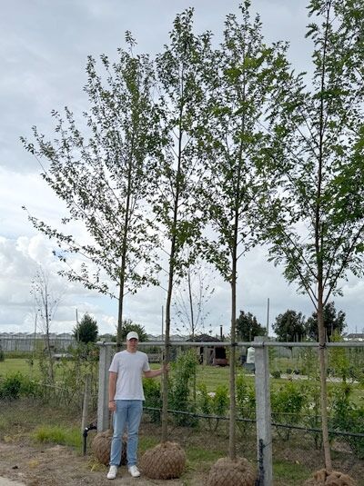 Alnus cordata (Herzblättrige Erle/Italienische Erle) Hochstamm 18–20 StU mit Drahtballen, Baum im Feld mit Ballenware