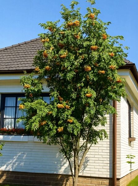 Sorbus arnoldiana 'Golden Wonder' (Gelbfruchtende Eberesche) als Baum mit grünem Laub und gelben Beerenständen.