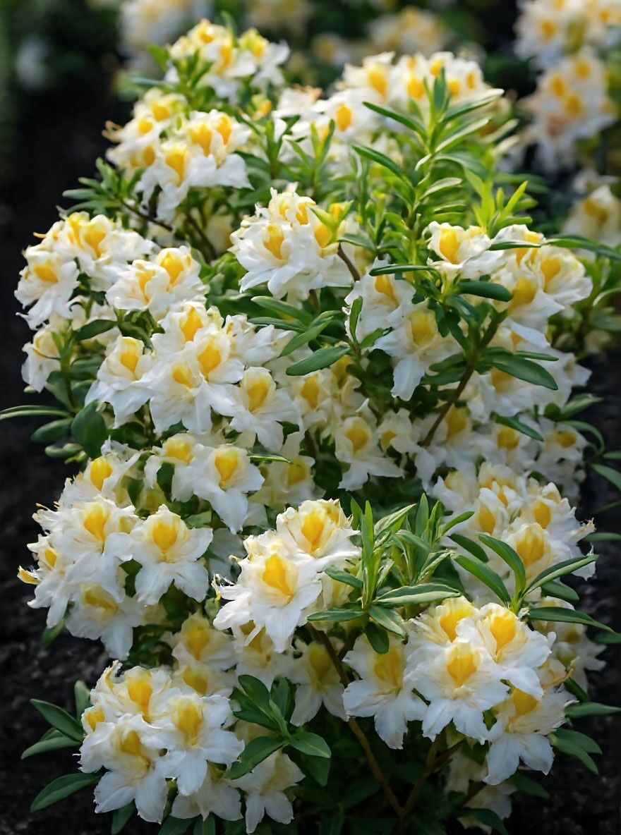 Sommergrüne Azalee 'White Melody' - Azalea 'White Melody