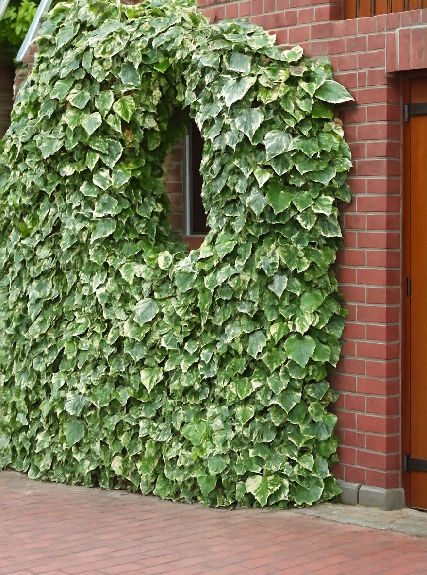 Nordafrikanisches Efeu 'Gloire de Marengo' - Hedera algeriensis 'Gloire de  Marengo'
