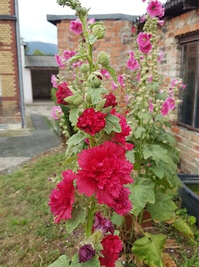 Gefüllte Stockrose 'Pleniflora Chaters Rot' - Alcea rosea 'Pleniflora Chaters Rot'