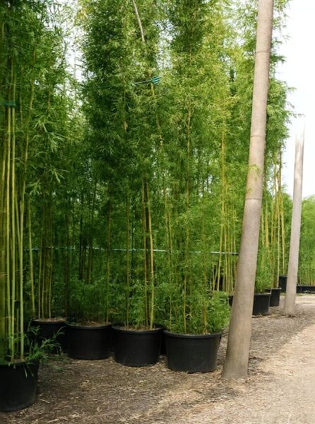 Phyllostachys nigra (schwarzer Bambus) 500–600 cm im Pflanzcontainer C150, hohe Bambushalme mit dichtem grünen Laub.
