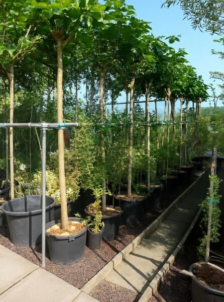 Morus alba 'Macrophylla' / Platanenblättriger Maulbeerbaum 'Macrophylla' Hochstamm 14-16 StU im Container, Baum mit Kronenansatz